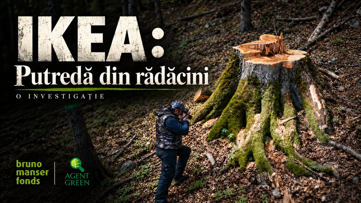 Afișul seriei „IKEA: Putredă din rădăcini”, o investigație Agent Green și Bruno Manser Fonds: o persoană fotografiază un trunchi tăiat, acoperit de mușchi, într-o pădure