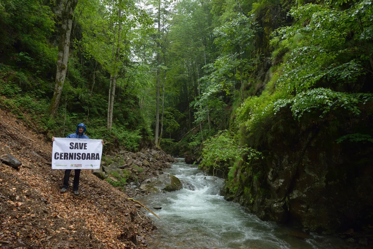 O persoană ține o pancartă «Save Cernișoara» lângă un râu, în pădure.