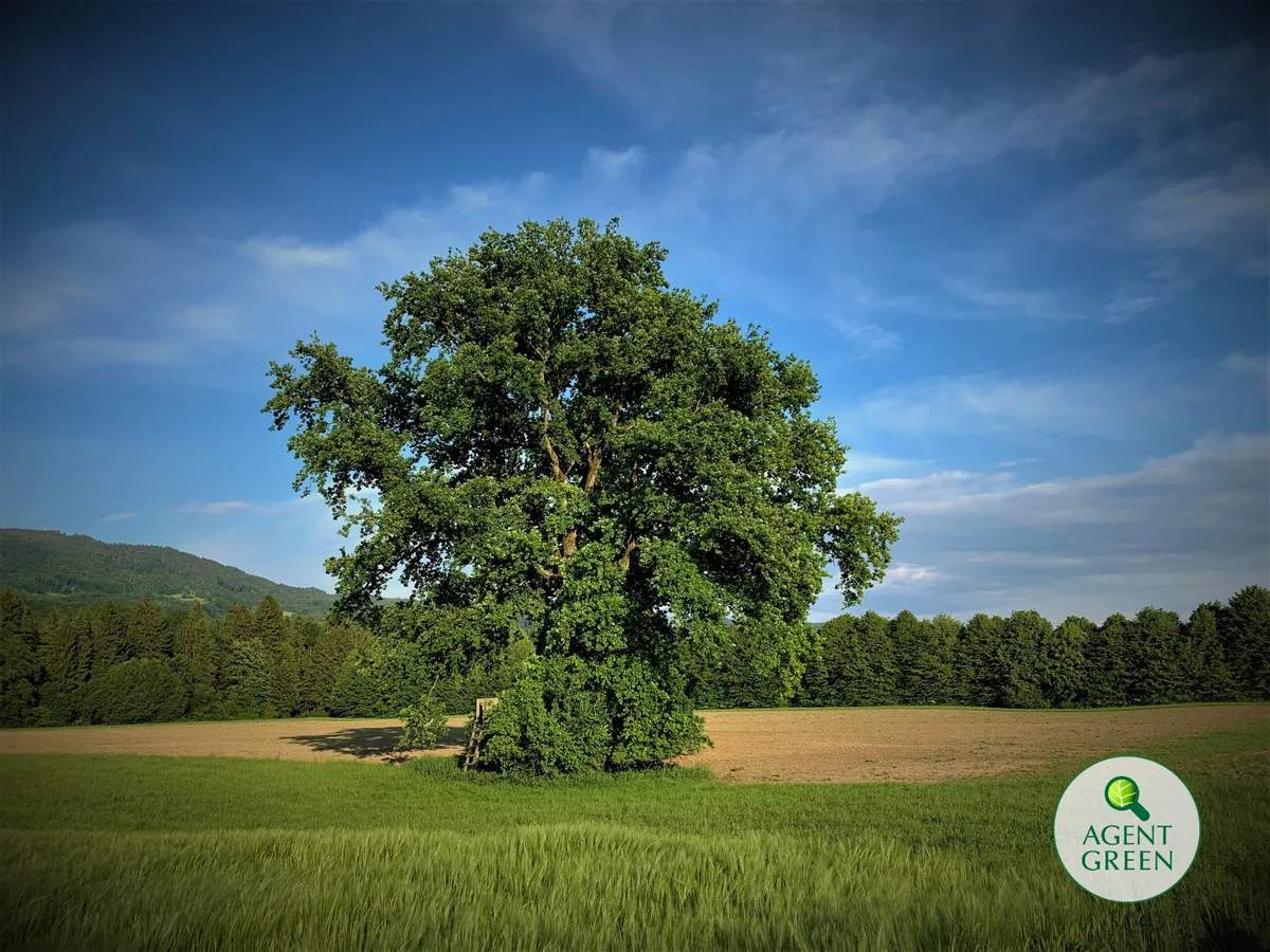 Arbore izolat într-un câmp, cu pădure în fundal și sigla Agent Green.