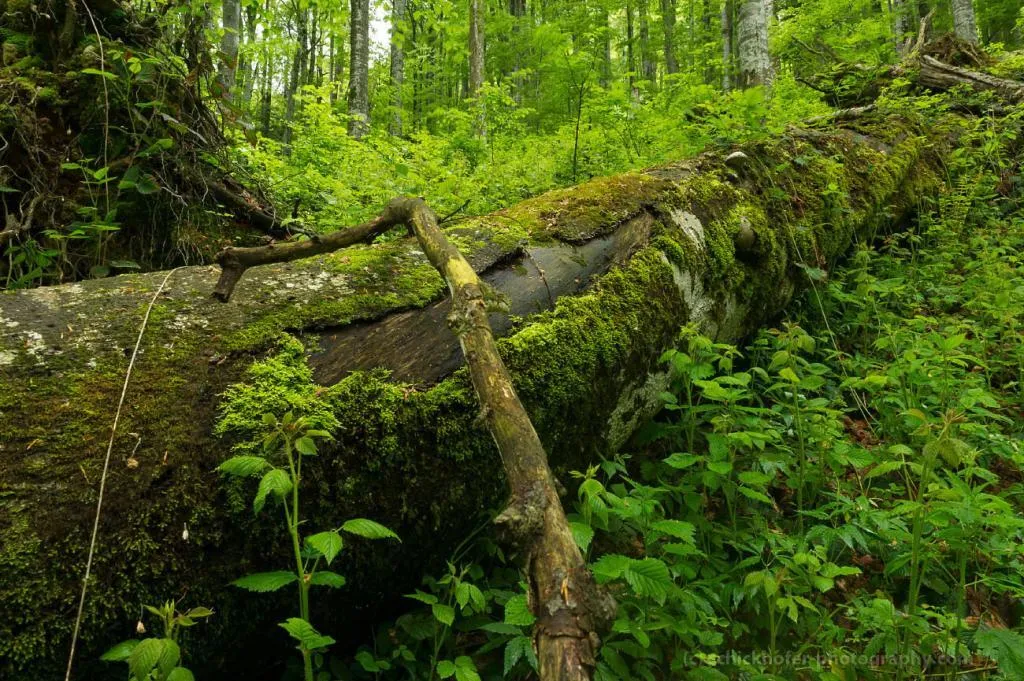 Trunchi căzut acoperit de mușchi într-o pădure.