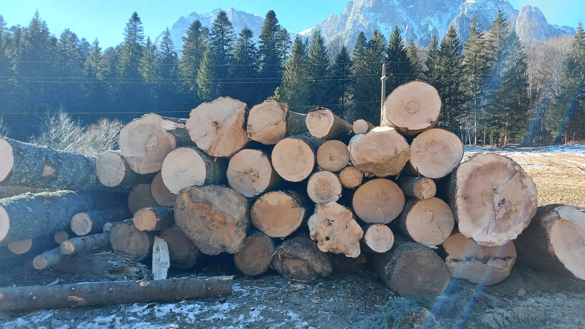 Trunchiuri tăiate și stivuite la marginea pădurii, cu munți în fundal.