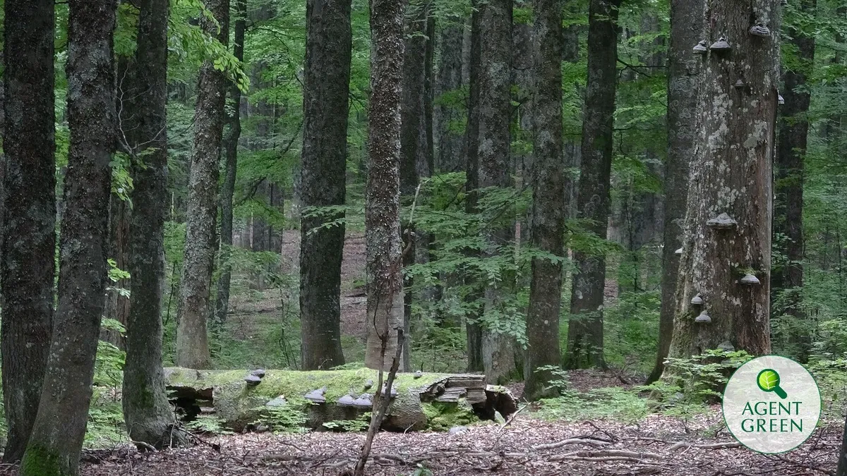 Interior de pădure cu arbori maturi și lemn căzut, cu sigla Agent Green.