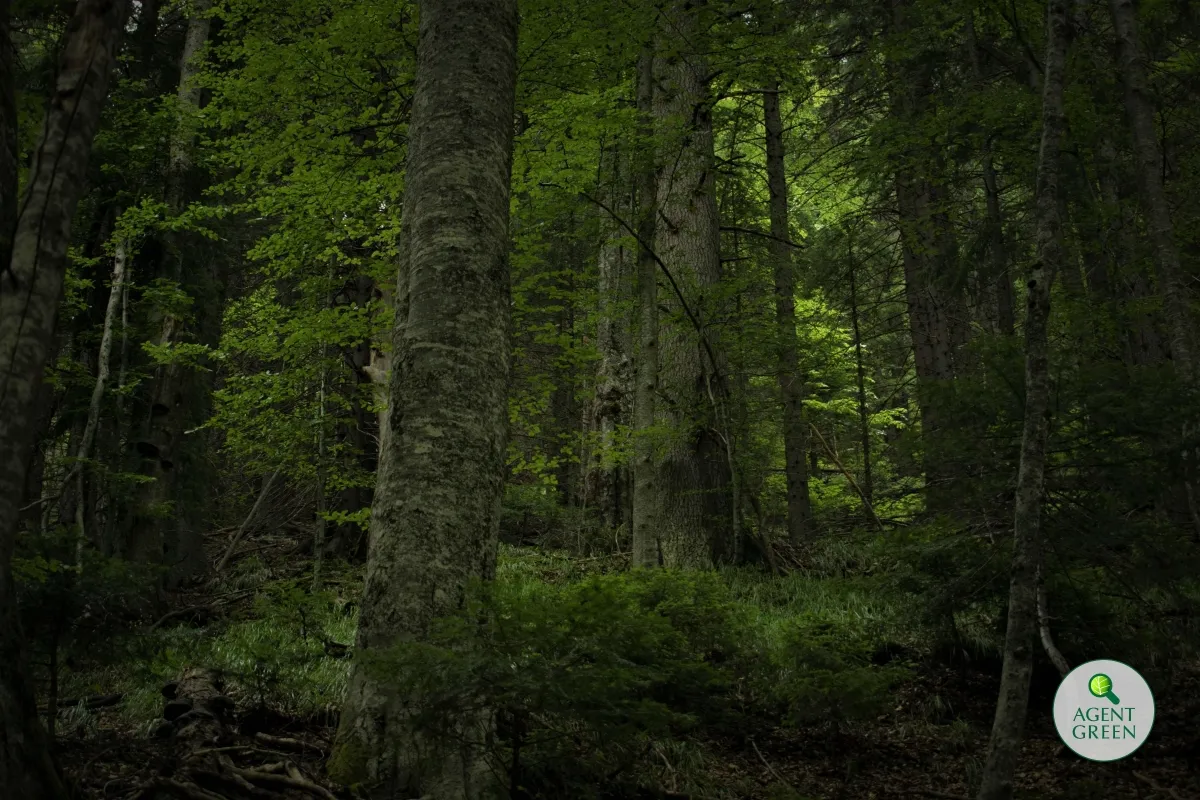 Pădure cu arbori de mari dimensiuni și vegetație verde, cu sigla Agent Green.