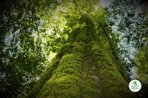 Trunchi acoperit cu mușchi într-o pădure, cu sigla Agent Green.