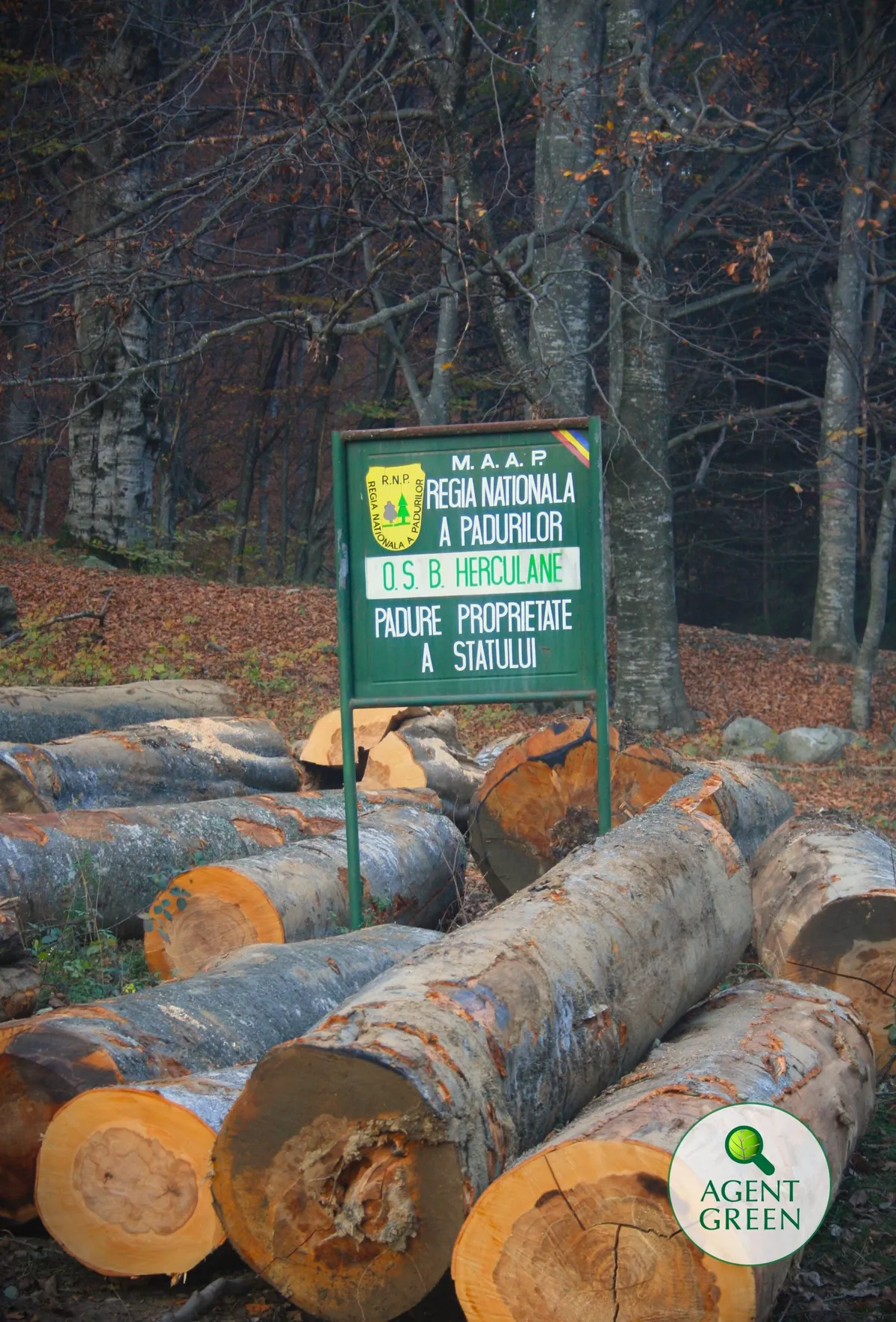 Bușteni tăiați în fața unui panou al O.S. B. Herculane, într-o pădure