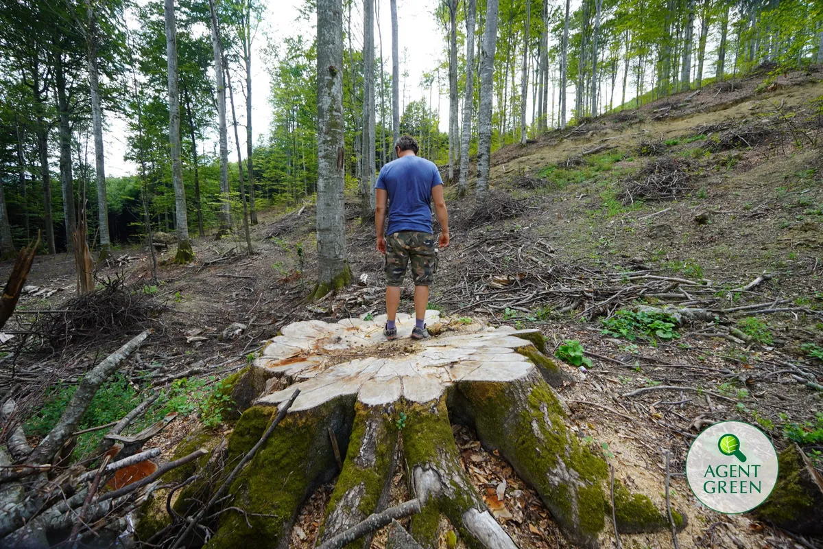 Persoană în picioare pe o cioată foarte mare, într-o pădure cu arbori rămași și resturi de exploatare