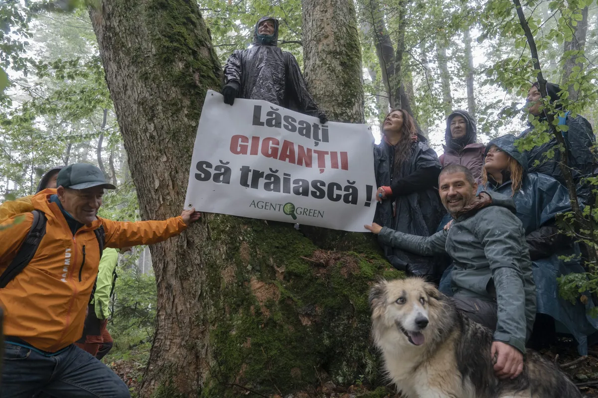 Grup de persoane lângă un arbore bătrân, cu un banner Agent Green pe care scrie «Lăsați GIGANȚII să trăiască!»