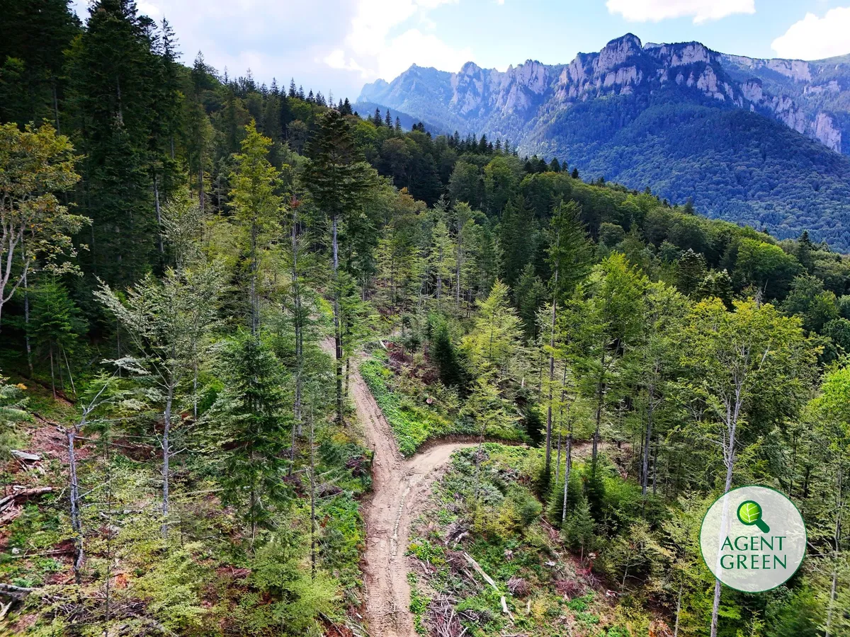 Versant împădurit și drum forestier sub culmi stâncoase, cu sigla Agent Green