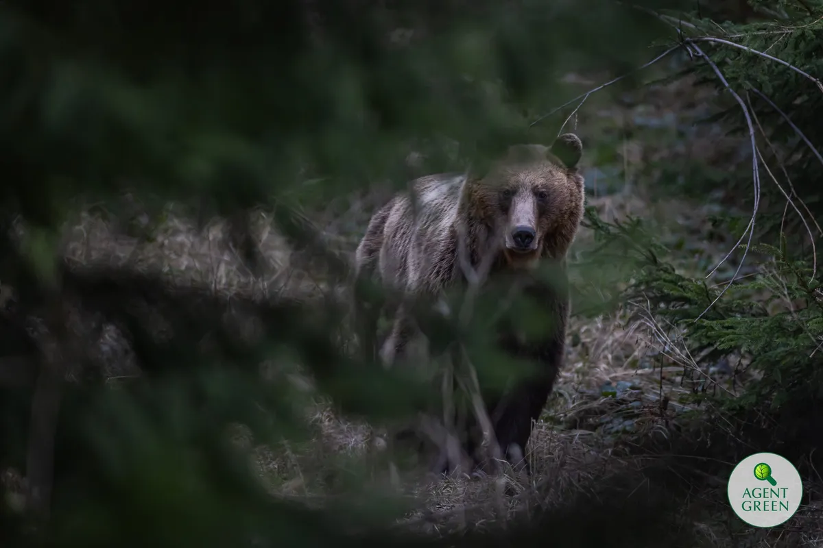 Urs brun printre arbori și vegetație de pădure, cu sigla Agent Green