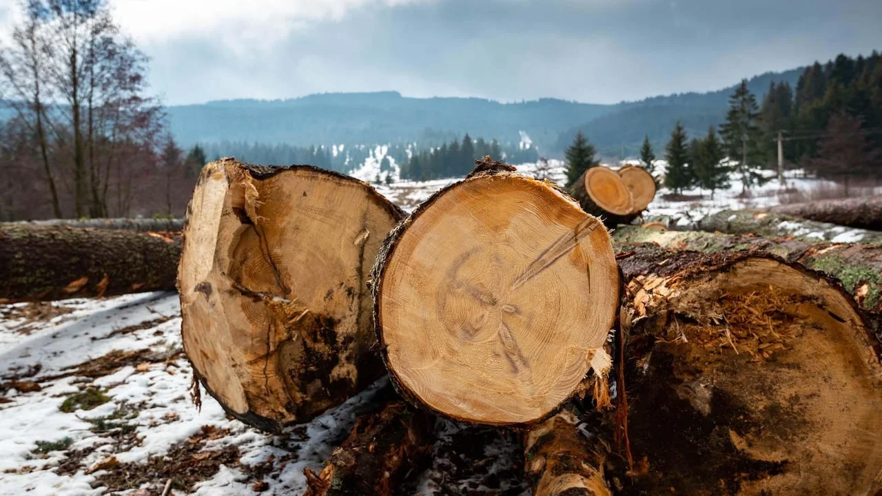 Rumänien: Korruption vernichtet wertvolle Wälder — ARD