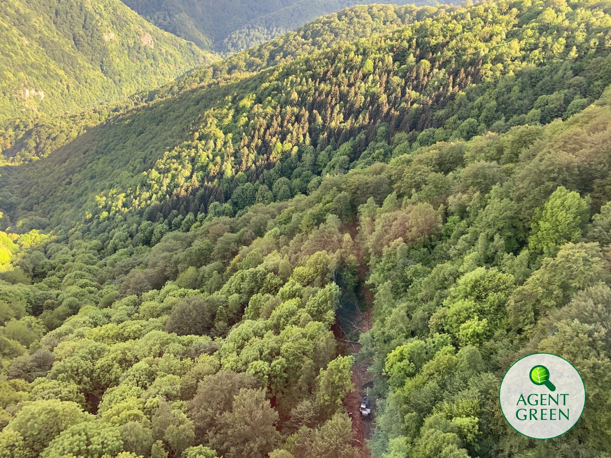 drum forestier tarcu retezat paduri virgine