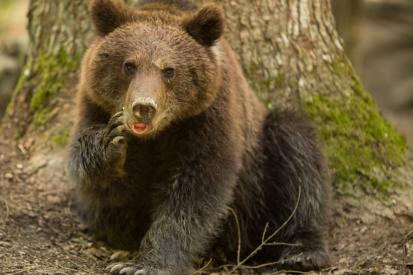 COPYRIGHT-LEVENTE-PETER MISIUNE