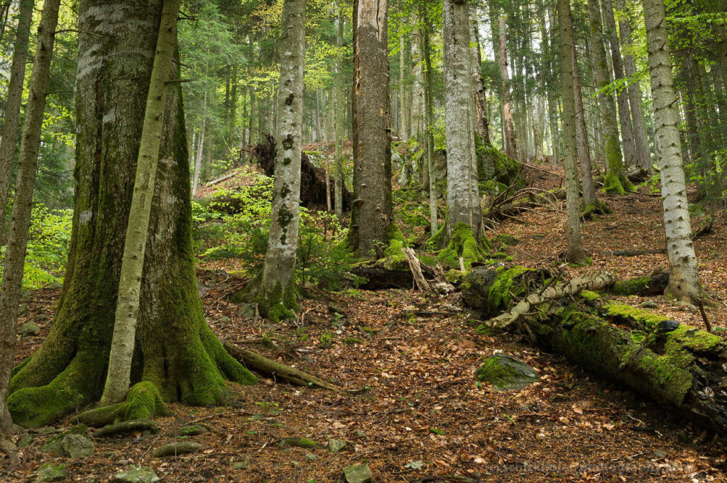 Muntii fagaras