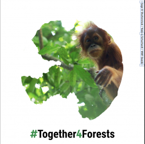 TOGETHER4FORESTS
